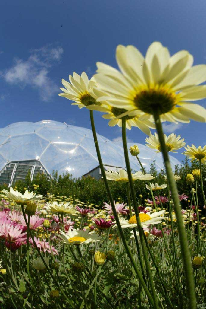 eden project plants				